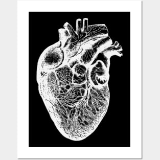 Anatomical Human Heart Illustration Cardiologist Posters and Art